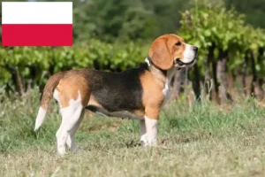 Read more about the article Beagle crescători și căței în Polonia