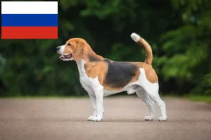 Read more about the article Crescători de Beagle și căței în Rusia