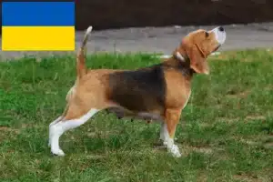 Read more about the article Beagle crescători și căței în Ucraina