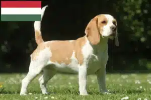Read more about the article Beagle crescători și căței în Ungaria