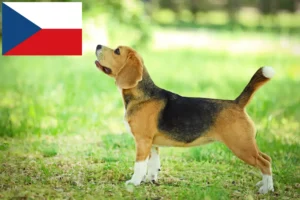 Read more about the article Crescători de Beagle și căței în Republica Cehă