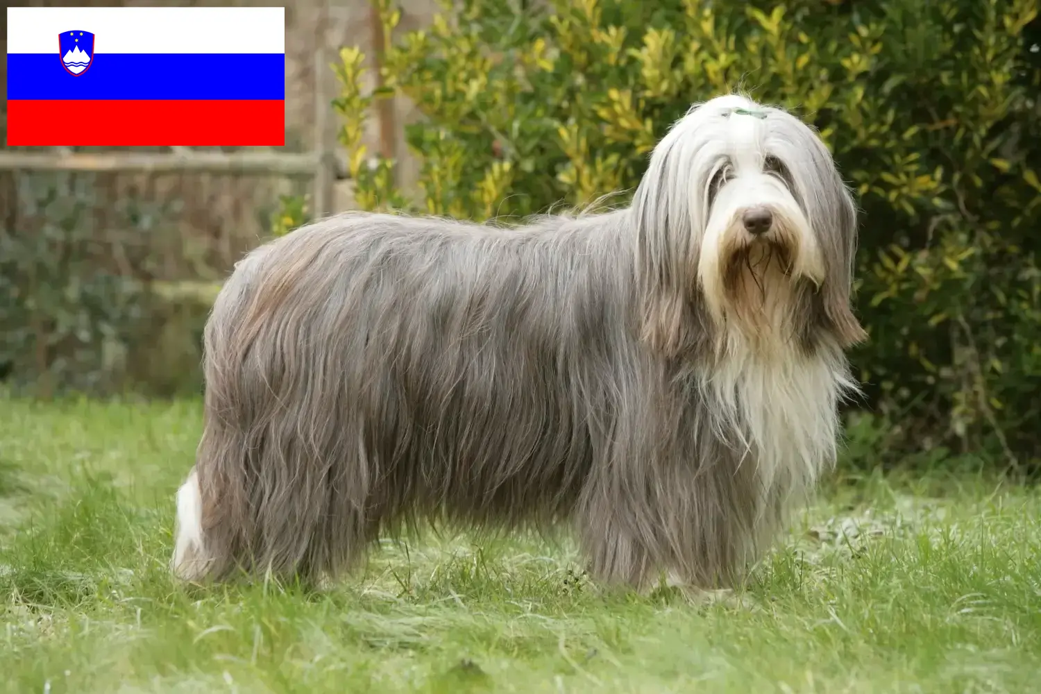 Bearded Collie căței și crescători Slovenia Găsiți crescători de Bearded Collies în Slovenia.