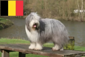 Read more about the article Bearded Collie crescători și căței în Belgia