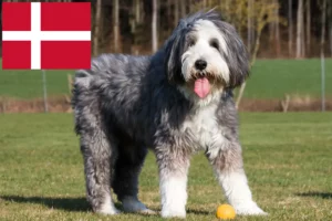 Read more about the article Bearded Collie crescători și căței în Danemarca