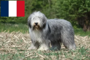Read more about the article Bearded Collie crescători și căței în Franța