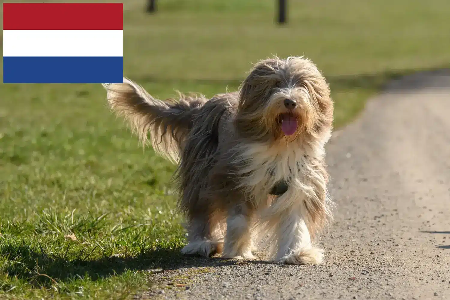 Bearded Collie căței și crescători Olanda Aici puteți găsi crescători de Bearded Collies în Olanda.