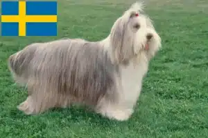 Read more about the article Bearded Collie crescători și căței în Suedia