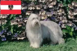 Read more about the article Bearded Collie crescători și căței în Austria
