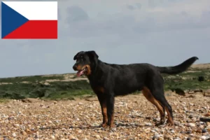 Read more about the article Beauceron crescători și căței în Republica Cehă