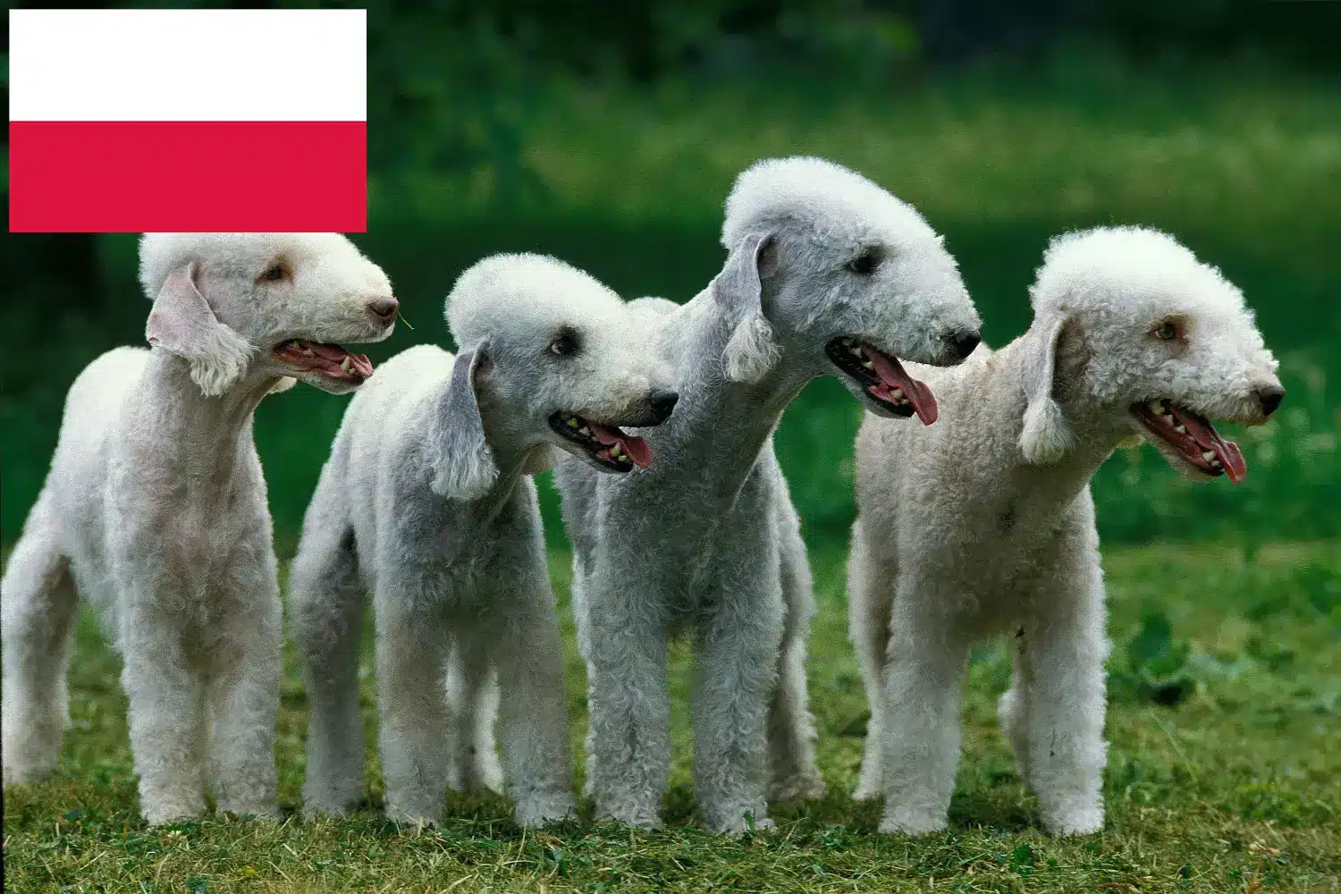 Bedlington Terrier căței și crescători Polonia Găsește aici crescătorii de Bedlington Terrier în Polonia.