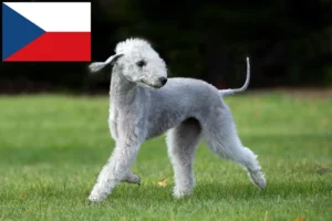 Read more about the article Bedlington Terrier crescători și căței în Republica Cehă