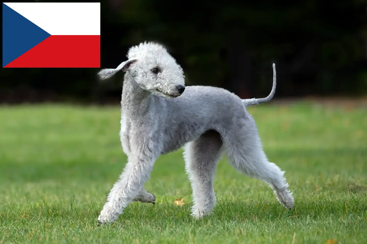 Bedlington Terrier cățeluși și crescători Republica Cehă Găsiți crescători de Bedlington Terrier în Republica Cehă.