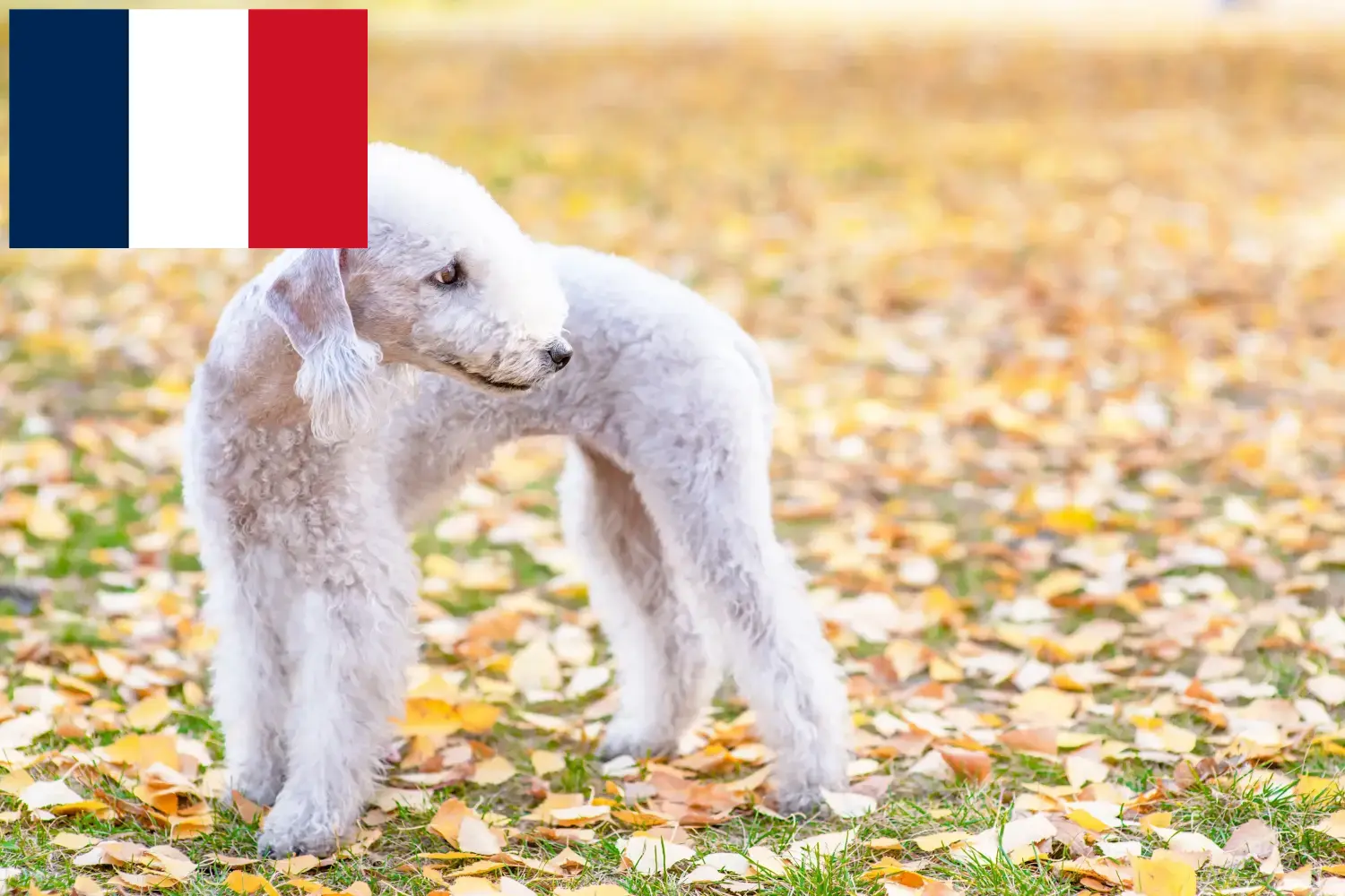 Bedlington Terrier căței și crescători Franța Găsiți crescătorii de Bedlington Terrier în Franța aici.