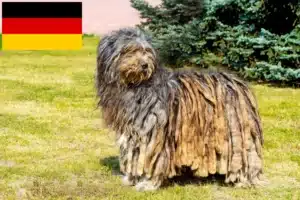 Read more about the article Bergamasco Ciobănesc Ciobanesc crescători de câini și căței în Germania