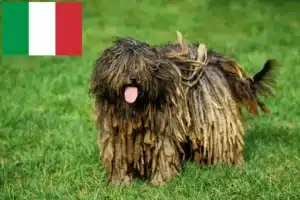 Read more about the article Bergamasco Ciobanesc Bergamasco Ciobanesc Dog Breeder și cățeluși în Italia