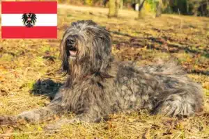 Read more about the article Bergamasco Ciobănesc Bergamasco crescători de câini și căței în Austria