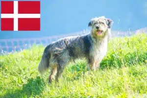 Read more about the article Bergamasker Ciobanesc Bergamasker Dog Breeder și căței în Danemarca