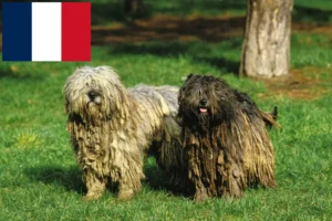 Read more about the article Bergamasco Ciobanesc Bergamasco Dog Breeder și căței în Franța