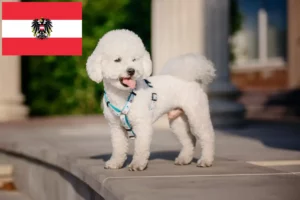 Read more about the article Bichon Frisé crescători și căței în Austria