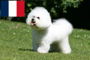 Read more about the article Bichon Frisé crescători și căței în Franța