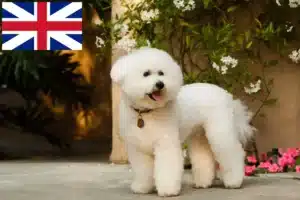 Read more about the article Bichon Frisé crescători și căței în Marea Britanie