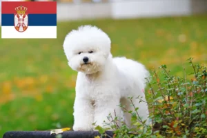 Read more about the article Bichon Frisé crescători și căței în Serbia