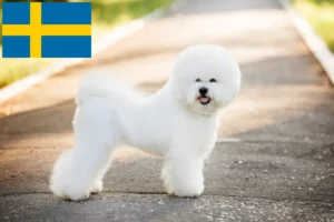 Read more about the article Bichon Frisé crescători și căței în Suedia