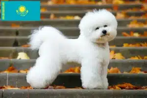 Read more about the article Bichon Frisé crescători și căței în Kazahstan