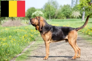 Read more about the article Bloodhound crescători și căței în Belgia