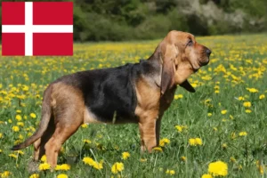 Read more about the article Bloodhound crescători și căței în Danemarca