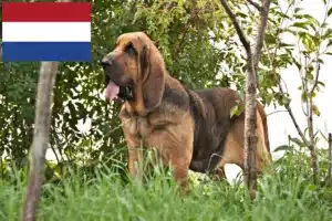 Read more about the article Bloodhound crescători și căței în Olanda