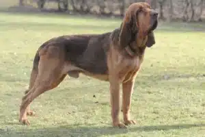 Read more about the article Bloodhound crescător