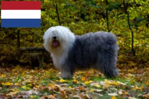 Read more about the article Bobtail crescători și căței în Olanda