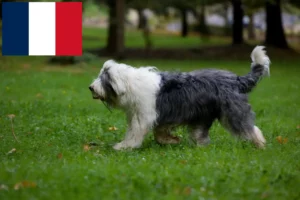 Read more about the article Bobtail crescători și căței în Franța