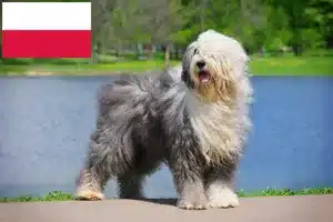 Read more about the article Bobtail crescători și căței în Polonia