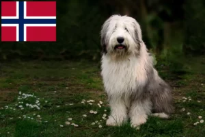 Read more about the article Bobtail crescători și căței în Norvegia