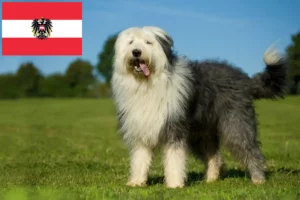 Read more about the article Bobtail crescători și căței în Austria