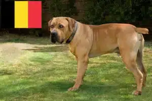 Read more about the article Boerboel crescători și căței în Belgia