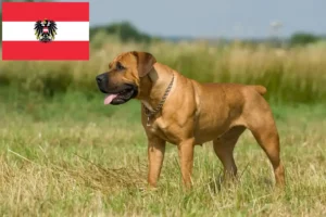 Read more about the article Boerboel crescători și căței în Austria
