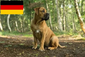 Read more about the article Boerboel crescători și căței în Germania