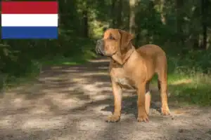 Read more about the article Boerboel crescători și căței în Olanda