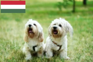 Read more about the article Crescători și căței Bolognese în Ungaria
