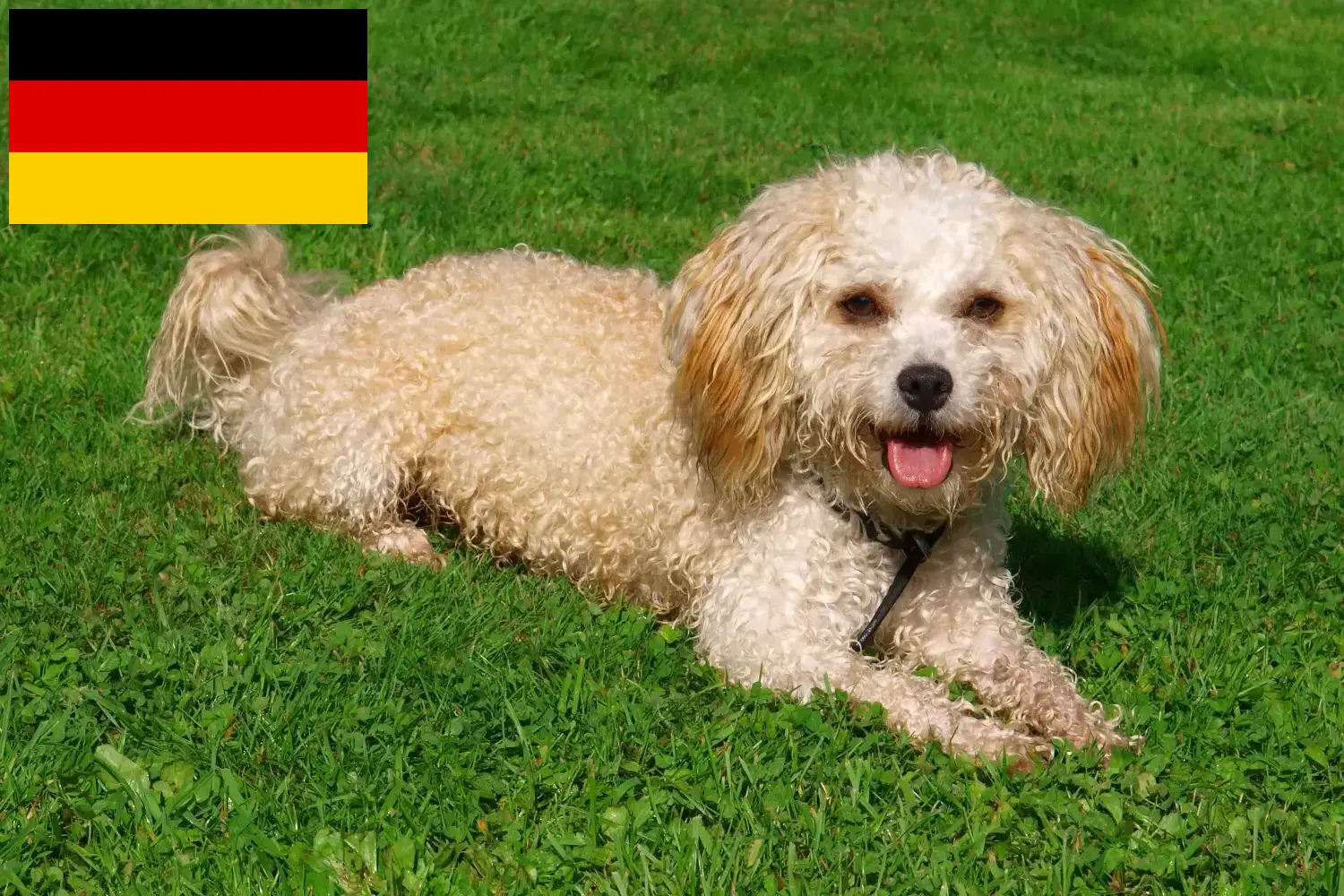 Bolonka Zwetna căței și crescători Germania Aici puteți găsi crescători de Bolonka Zwetnas din Germania.