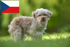 Read more about the article Bolonka Zwetna crescători și căței în Republica Cehă