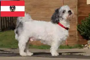 Read more about the article Bolonka Zwetna crescători și căței în Austria