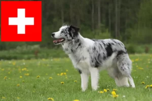 Read more about the article Border Collie crescători și căței în Elveția