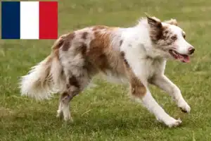 Read more about the article Border Collie crescători și căței în Franța
