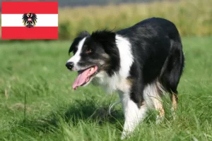Read more about the article Border Collie crescători și căței în Austria