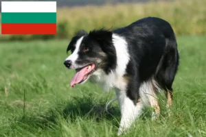 Read more about the article Border Collie crescători și căței în Bulgaria