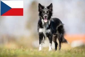 Read more about the article Border Collie crescători și căței în Republica Cehă